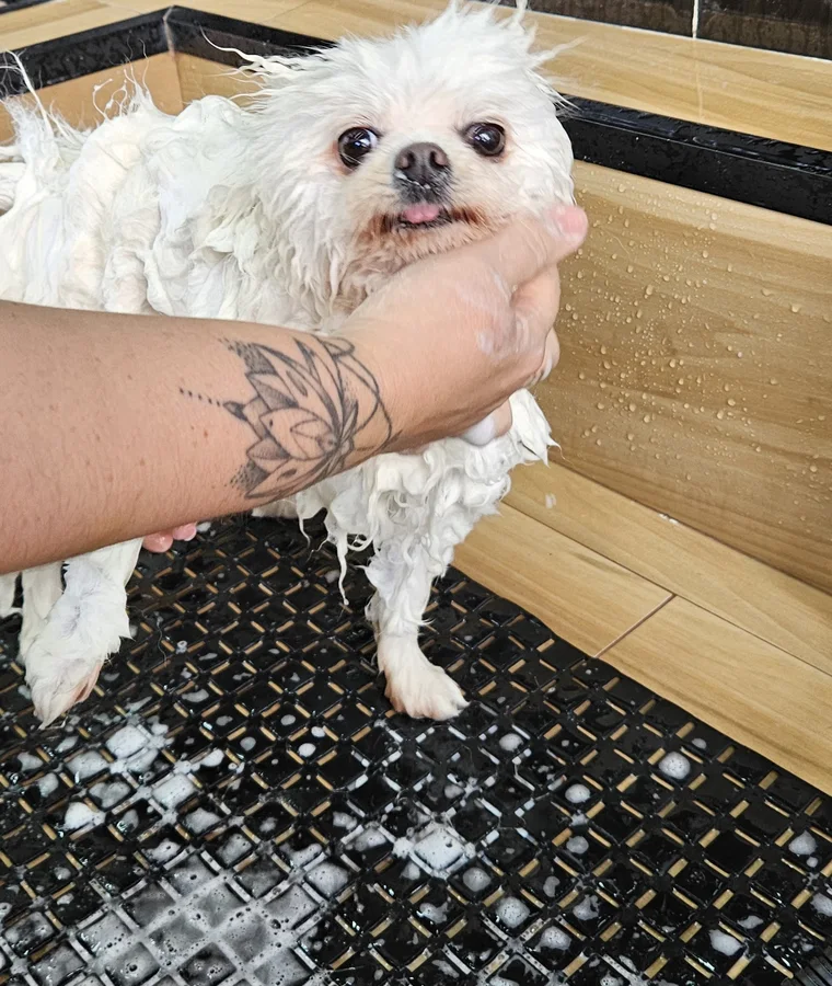 Cão recebendo banho individual na Tiff