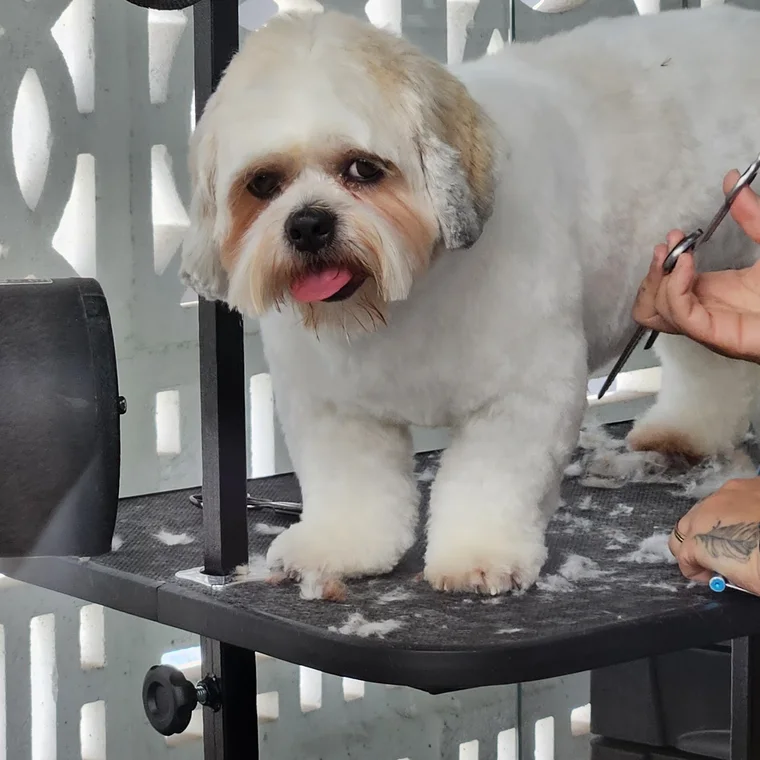 Cão sendo tosado com cuidado na Tiff