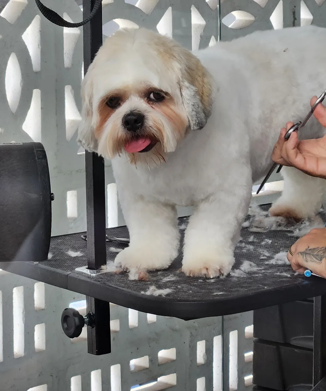 Cão recebendo banho e tosa com cuidado na Tiff Clínica Veterinária, em Vila Mariana